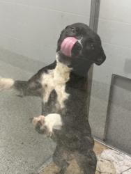 Shelter Stray Female Dog last seen Near Eason St., Atlanta, GA, 1251 Fulton Industrial Blvd NW, Atlanta, GA 30336, USA