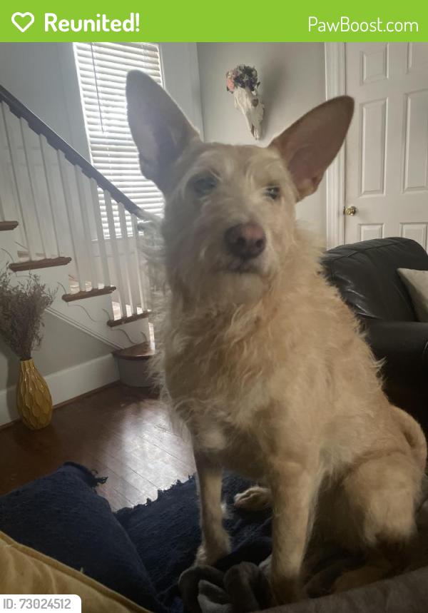 Reunited Female Dog last seen Warwick, Newport News, VA, USA, Newport News, VA 23601