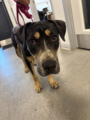 Shelter Stray Female Dog last seen Auberry Rd & Morgan Canyon Rd, Prather Zone Fresno CO 4 93651, CA, 1510 W Dan Ronquillo Dr, Fresno, CA 93706, USA
