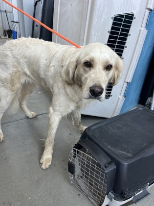 Shelter Stray Female Dog last seen Toll House RD & Shaver Springs RD, Auberry Zone Fresno CO 4 93602, CA, 1510 W Dan Ronquillo Dr, Fresno, CA 93706, USA