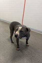 Shelter Stray Male Dog last seen Toll House RD & Shaver Springs RD, Auberry Zone Fresno CO 4 93602, CA, 1510 W Dan Ronquillo Dr, Fresno, CA 93706, USA