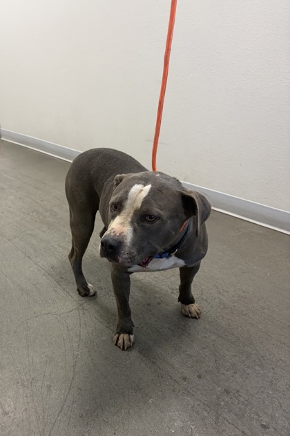 Shelter Stray Male Dog last seen Toll House RD & Shaver Springs RD, Auberry Zone Fresno CO 4 93602, CA, 1510 W Dan Ronquillo Dr, Fresno, CA 93706, USA