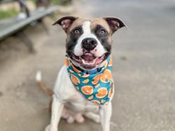 Shelter Stray Male Dog last seen Near Morris Park Avenue, BRONX, NY, 10460, 326 E 110th St, New York, NY 10029, USA