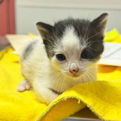 Shelter Stray Male Cat last seen Near Baldwin Street, OAKLAND, CA, 94621, 8323 Baldwin St, Oakland, CA 94621, USA