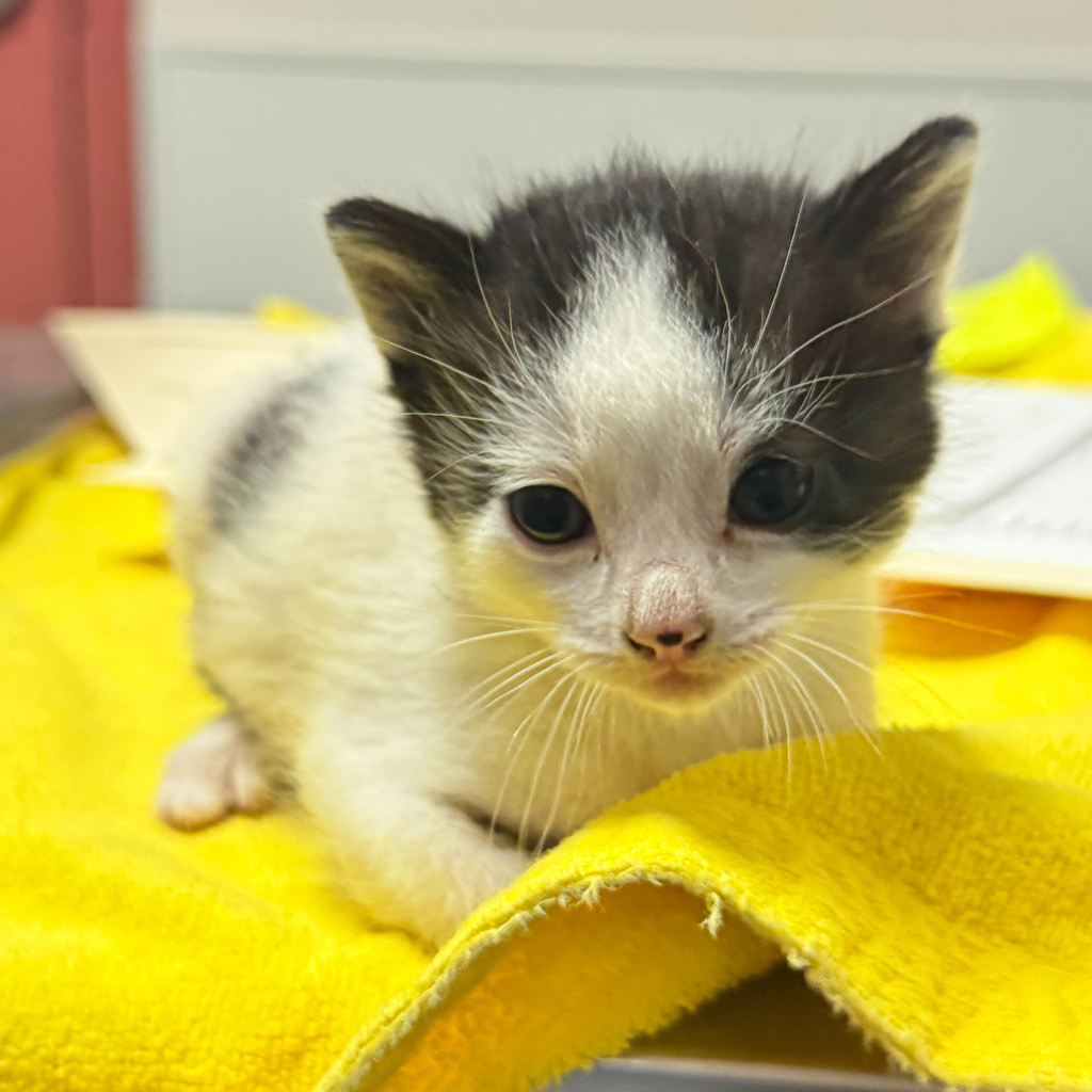 Shelter Stray Male Cat last seen Near Baldwin Street, OAKLAND, CA, 94621, 8323 Baldwin St, Oakland, CA 94621, USA