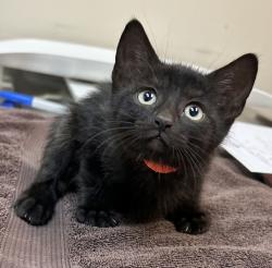 Shelter Stray Female Cat last seen Near Lillian Street, LIVERMORE, CA, 94550, 8323 Baldwin St, Oakland, CA 94621, USA