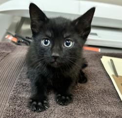 Shelter Stray Female Cat last seen Near Lillian Street, LIVERMORE, CA, 94550, 8323 Baldwin St, Oakland, CA 94621, USA