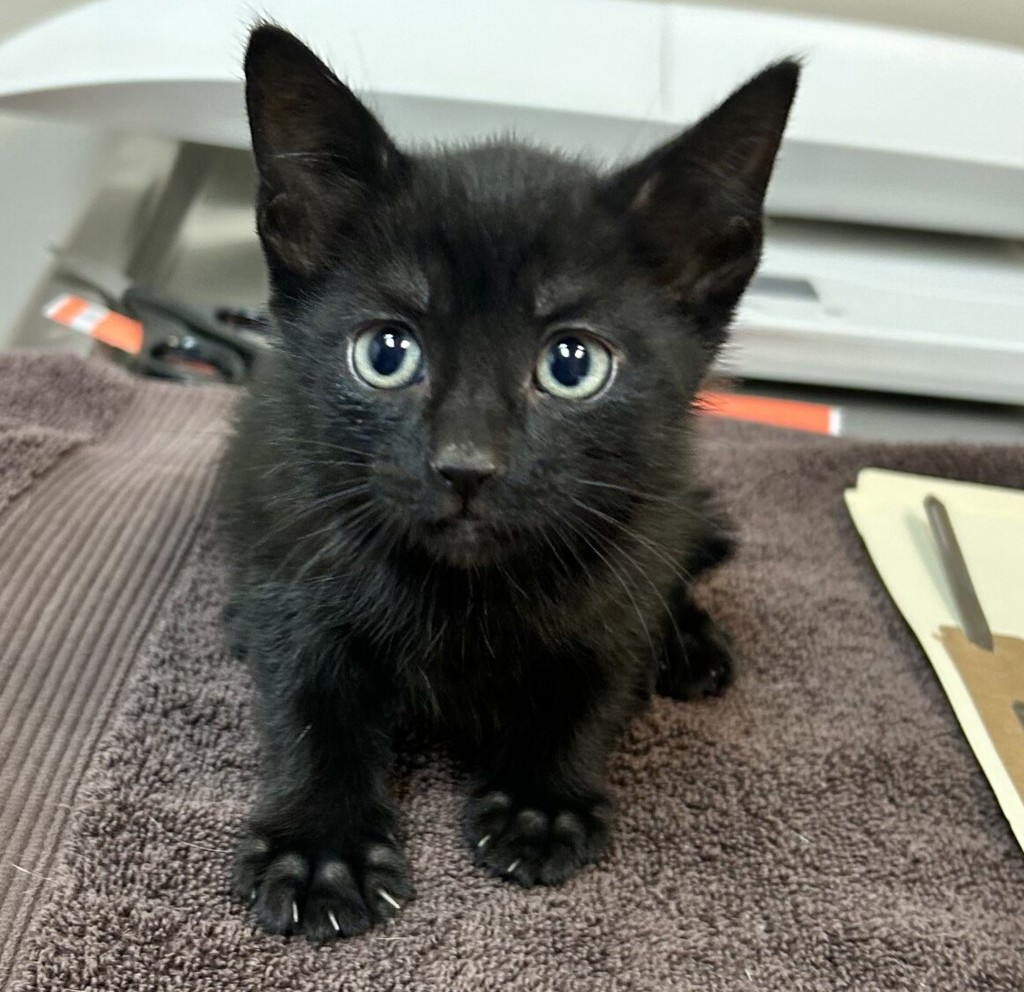 Shelter Stray Female Cat last seen Near Lillian Street, LIVERMORE, CA, 94550, 8323 Baldwin St, Oakland, CA 94621, USA