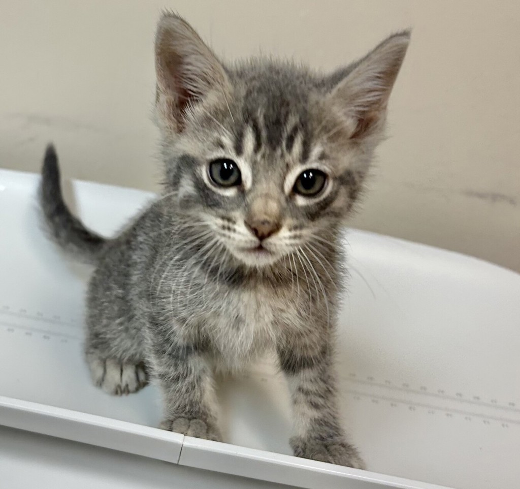 Shelter Stray Male Cat last seen Near Lillian Street, LIVERMORE, CA, 94550, 8323 Baldwin St, Oakland, CA 94621, USA
