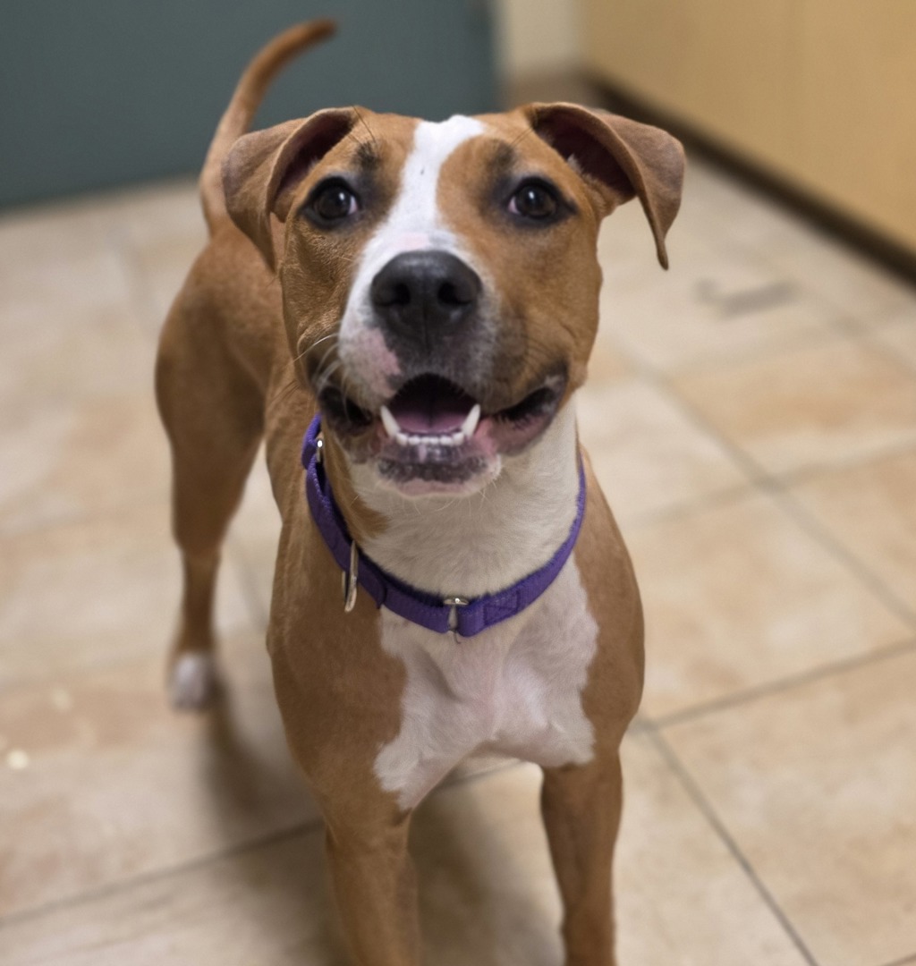 Shelter Stray Female Dog last seen N Minasota and N Alberta St, OR, 1700 W Historic Columbia River Hwy, Troutdale, OR 97060, USA