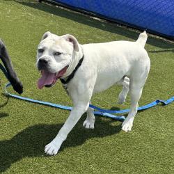Shelter Stray Male Dog last seen , Animal Care & Control Team of Philly, 111 W Hunting Park Ave, Philadelphia, PA 19140, USA