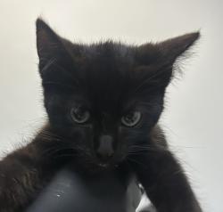 Shelter Stray Female Cat last seen Near Highland Avenue, San Diego, CA, 92105, 5500 Gaines St, San Diego, CA 92110, USA