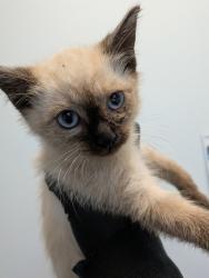 Shelter Stray Male Cat last seen Near 42nd Street, San Diego, CA, 92105, 5500 Gaines St, San Diego, CA 92110, USA