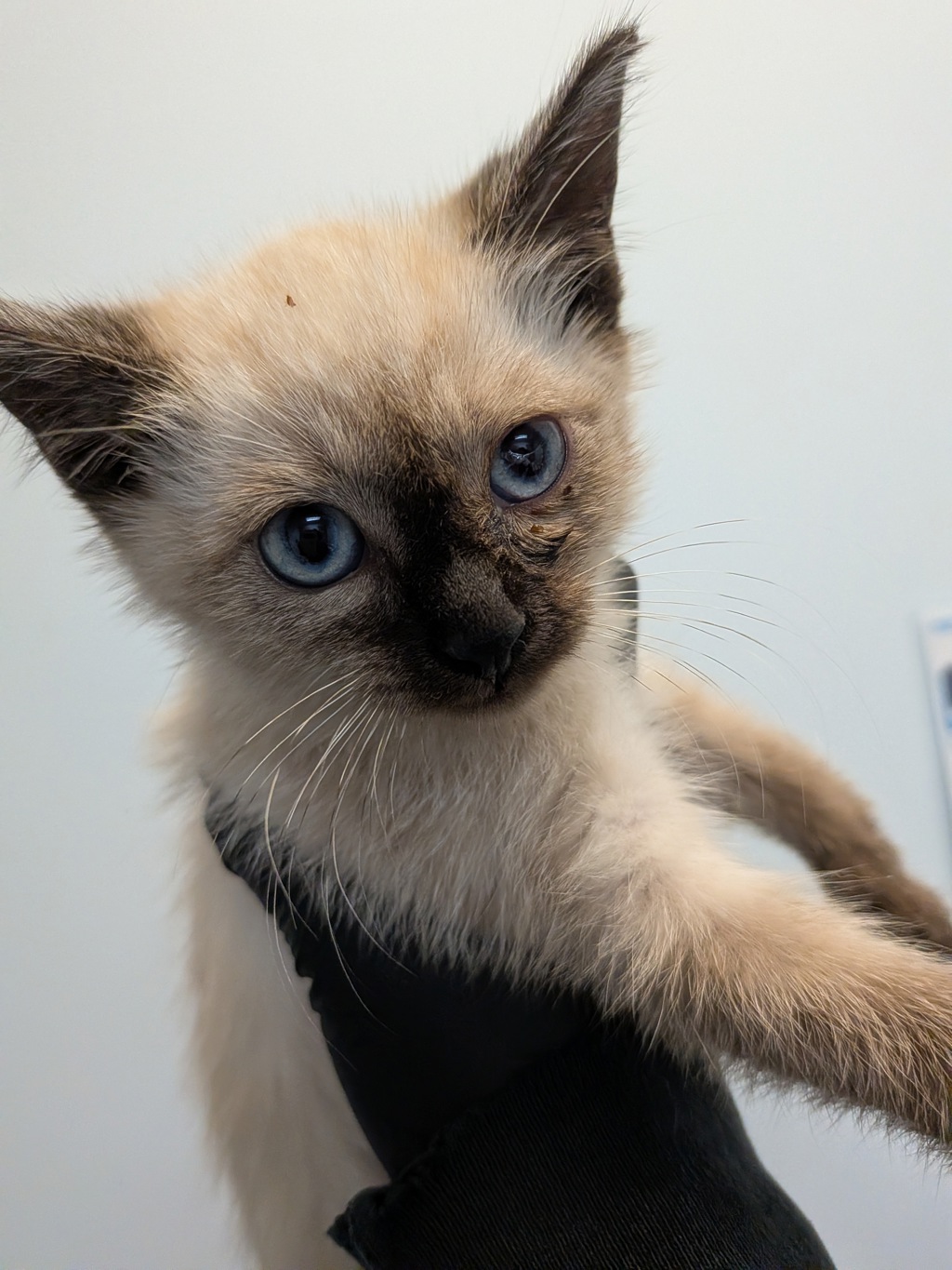 Shelter Stray Male Cat last seen Near 42nd Street, San Diego, CA, 92105, 5500 Gaines St, San Diego, CA 92110, USA
