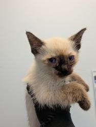 Shelter Stray Female Cat last seen Near 42nd Street, San Diego, CA, 92105, 5500 Gaines St, San Diego, CA 92110, USA