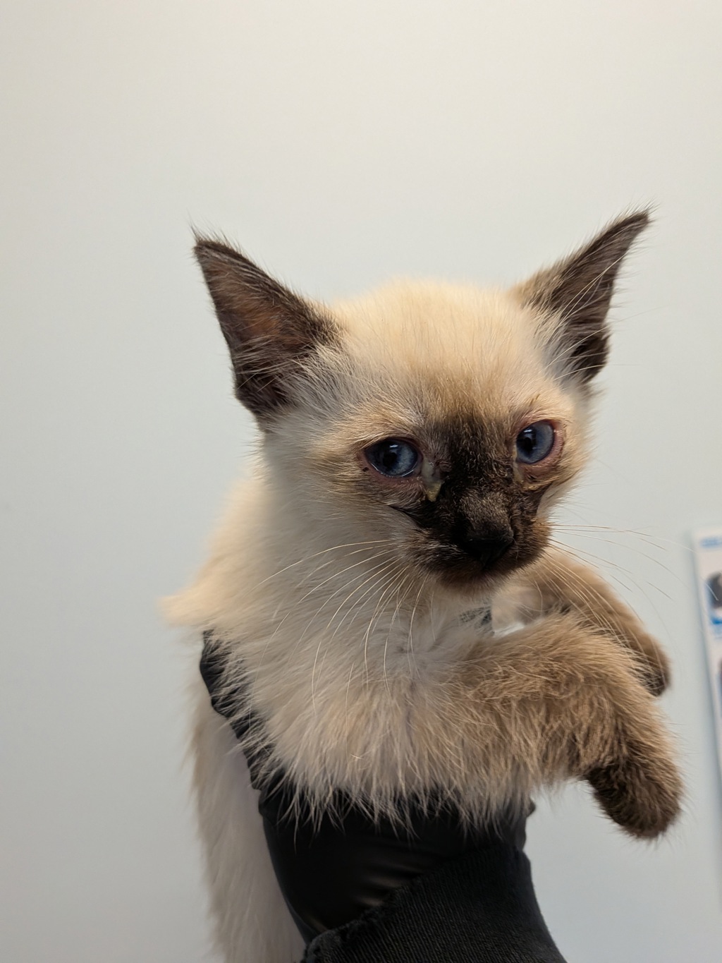 Shelter Stray Female Cat last seen Near 42nd Street, San Diego, CA, 92105, 5500 Gaines St, San Diego, CA 92110, USA