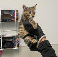 Shelter Stray Male Cat last seen Coban Street, San Diego, CA, 92114, 5500 Gaines St, San Diego, CA 92110, USA