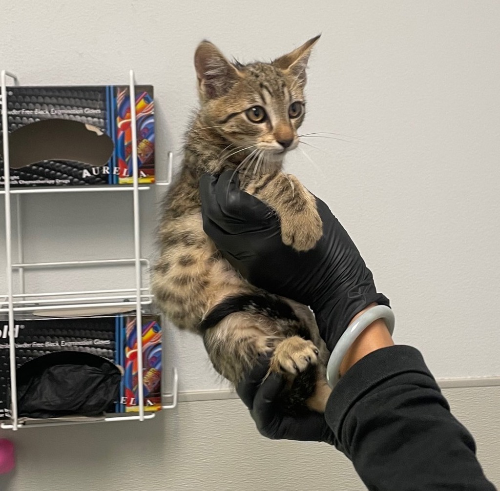 Shelter Stray Male Cat last seen Coban Street, San Diego, CA, 92114, 5500 Gaines St, San Diego, CA 92110, USA