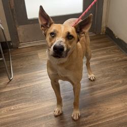 Shelter Stray Female Dog last seen Near W Mission Bay Drive, San Diego, CA, 92109, 5500 Gaines St, San Diego, CA 92110, USA