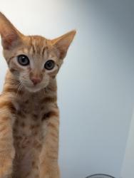 Shelter Stray Male Cat last seen Around SDSU, San Diego, CA, 92115, 5500 Gaines St, San Diego, CA 92110, USA
