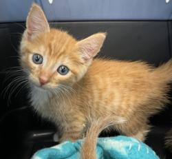 Shelter Stray Male Cat last seen Near Dwight Street, San Diego, CA, 92105, 5500 Gaines St, San Diego, CA 92110, USA