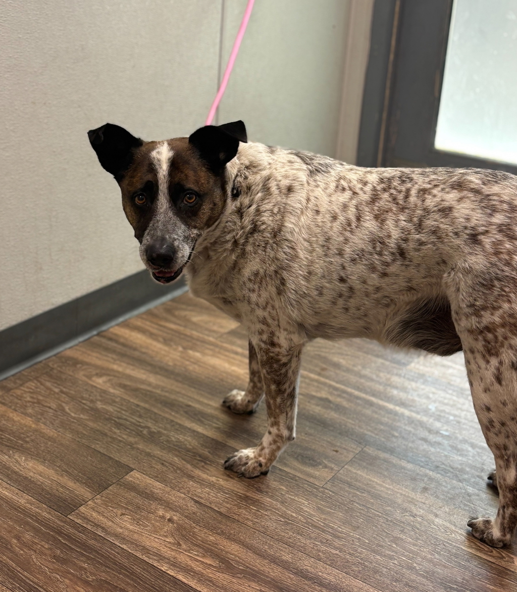 Shelter Stray Male Dog last seen 19th Street, San Diego, CA, 92101, 5500 Gaines St, San Diego, CA 92110, USA