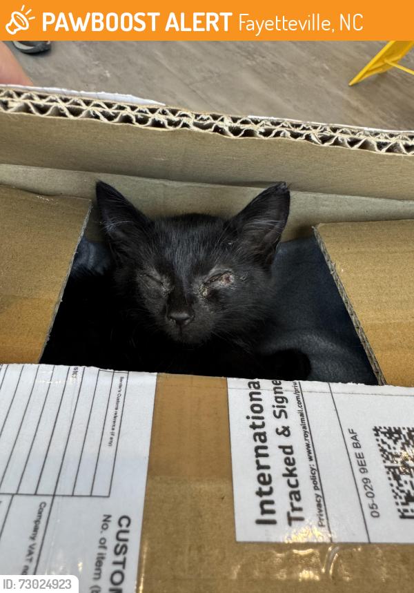 Found/Stray Unknown Cat last seen VA hosp, Fayetteville, NC 28311