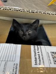 Found/Stray Unknown Cat last seen VA hosp, Fayetteville, NC 28311