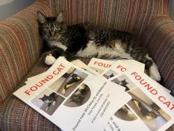 Found/Stray Male Cat last seen Andrew freedman home, The Bronx, NY 10452