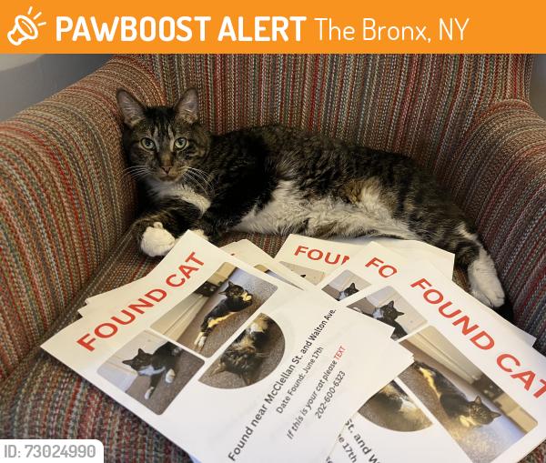 Found/Stray Male Cat last seen Andrew freedman home, The Bronx, NY 10452