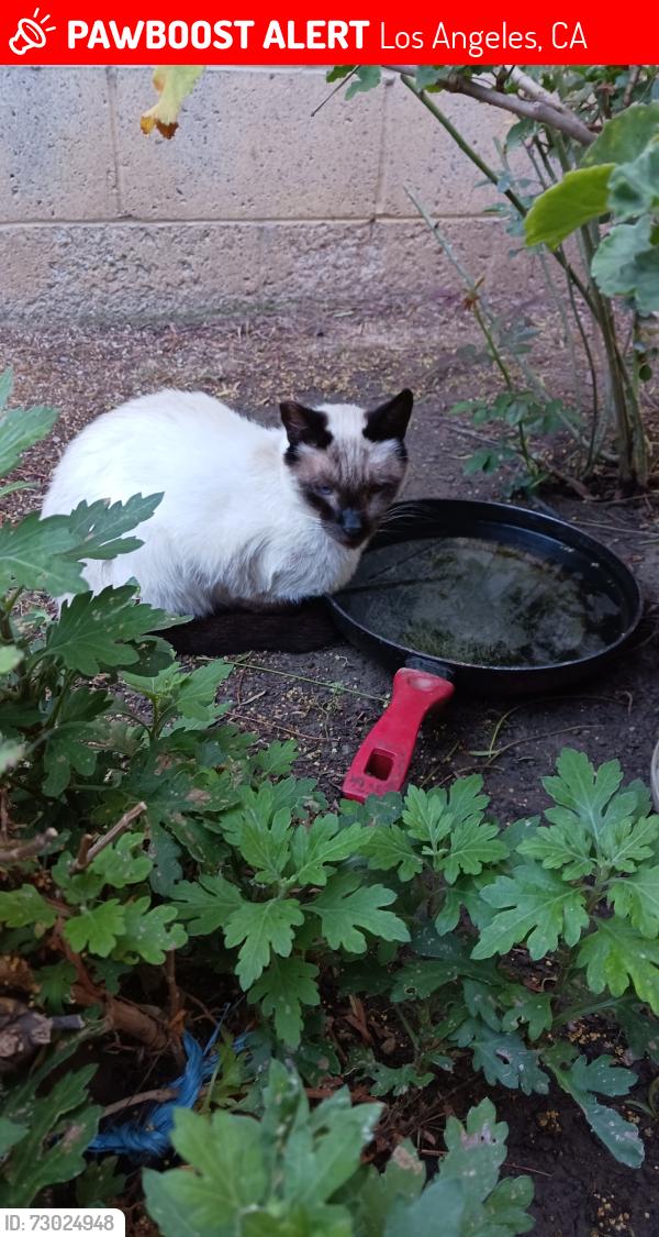 Lost Male Cat last seen Snow drive in City Terrace, Los Angeles, CA 90063