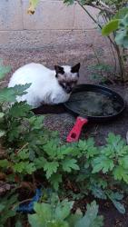 Lost Male Cat last seen Snow drive in City Terrace, Los Angeles, CA 90063