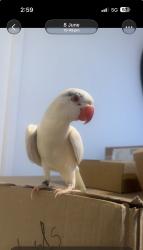 Lost Male Bird last seen Near chapel street luton pepe’s piri piri takeaway , Luton, England LU1 2SE