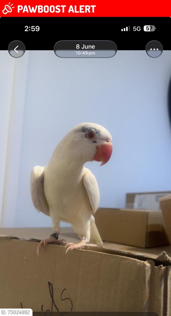 Lost Male Bird last seen Near chapel street luton pepe’s piri piri takeaway , Luton, England LU1 2SE
