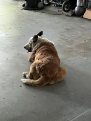 Found/Stray Unknown Dog last seen Harpole/377, Argyle, TX 76226