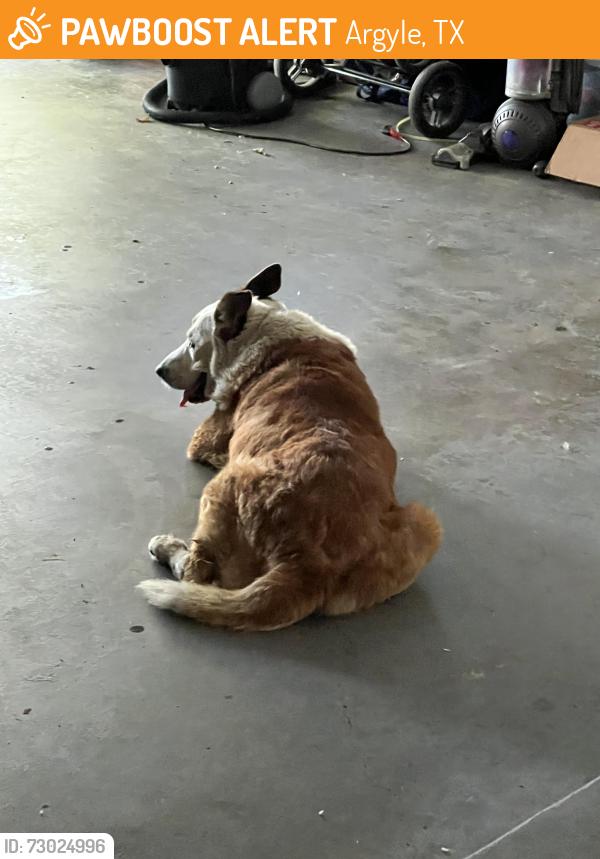 Found/Stray Unknown Dog last seen Harpole/377, Argyle, TX 76226