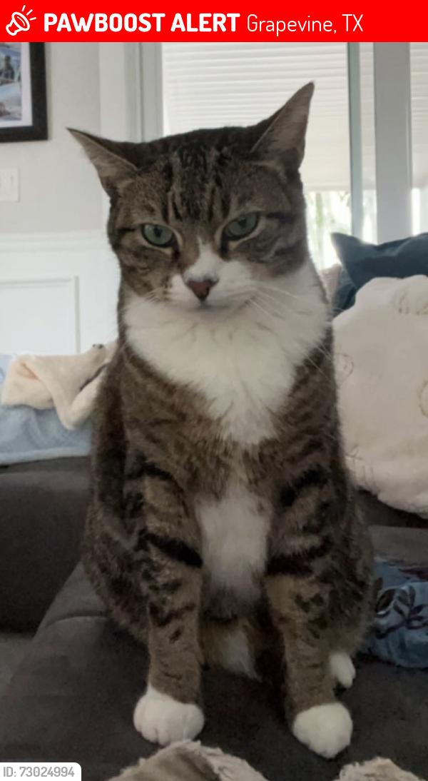 Lost Male Cat last seen Dove loop and Dove Road intersection , Grapevine, TX 76051