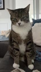 Lost Male Cat last seen Dove loop and Dove Road intersection , Grapevine, TX 76051