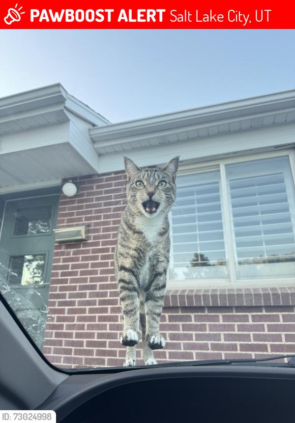 Lost Male Cat last seen Highland & 3300, Salt Lake City, UT 84106