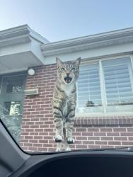 Lost Male Cat last seen Highland & 3300, Salt Lake City, UT 84106