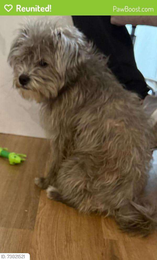 Reunited Male Dog last seen 32nd and Greenway , Phoenix, AZ 85032