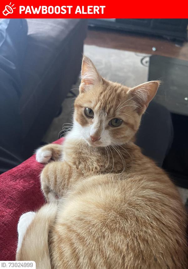 Lost Female Cat last seen Wilson, Washington Township, NJ 08012