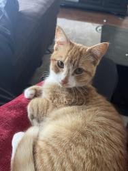 Lost Female Cat last seen Wilson, Washington Township, NJ 08012