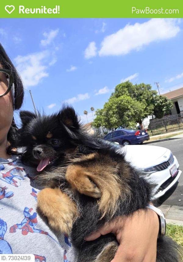 Reunited Female Dog last seen E 53rd street, Maywood, CA 90270