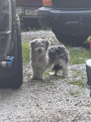 Found/Stray Male Dog last seen Sandy Hill and Fornance St (Sandy Hill Auto Sales Lot), Norristown, PA 19401