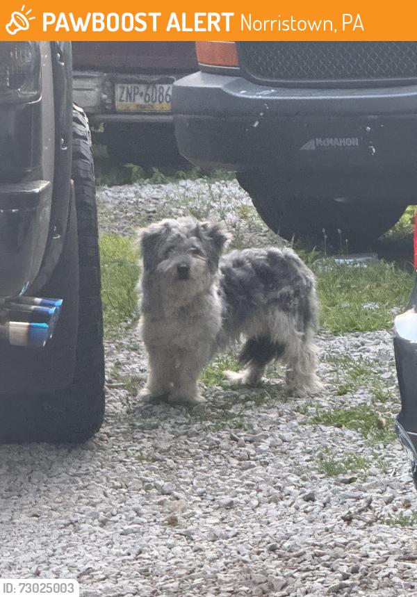 Found/Stray Male Dog last seen Sandy Hill and Fornance St (Sandy Hill Auto Sales Lot), Norristown, PA 19401