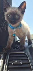 Reunited Male Cat last seen S. TERRACE & W. MONTE VISTA AVE , Visalia, CA 93277