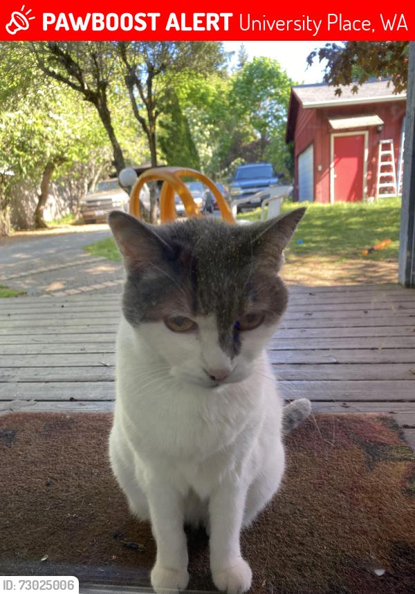 Lost Female Cat last seen 36th and grand view, University Place, WA 98466