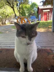 Lost Female Cat last seen 36th and grand view, University Place, WA 98466
