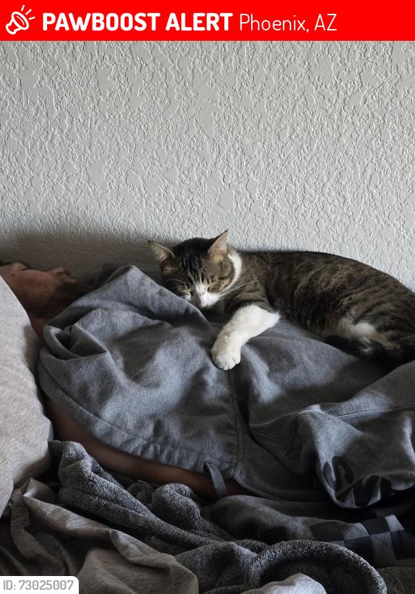 Lost Male Cat last seen 33rd ave and bell rd, Phoenix, AZ 85053